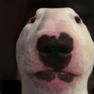 Meet your Posher, Dakota